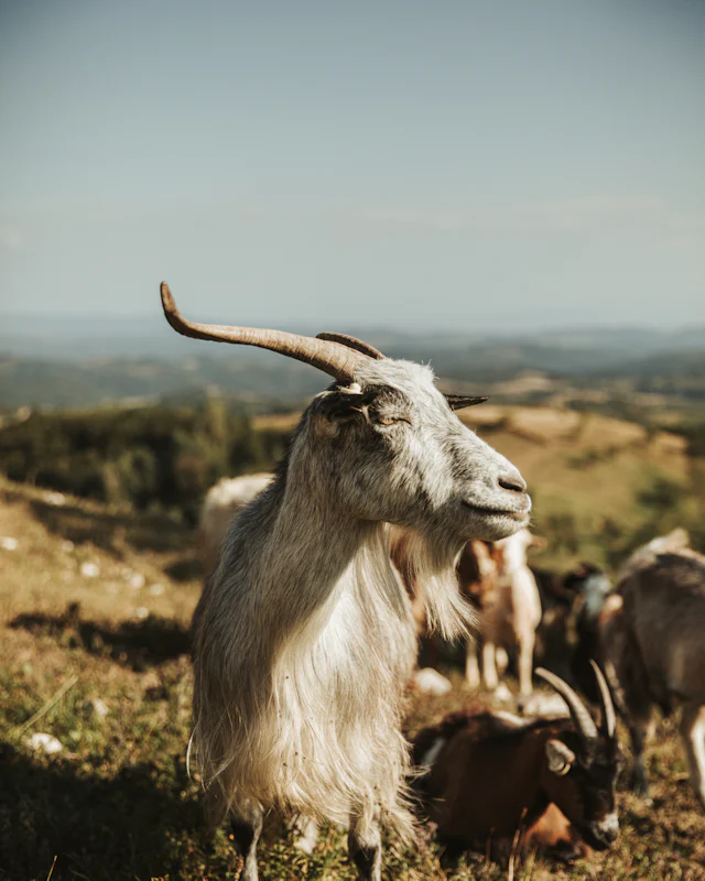 Cabra blanca con cuernos en un campo seco, con el rebaño detrás