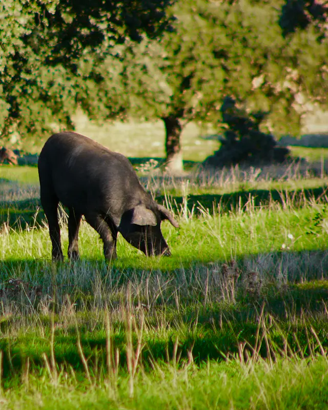 Cerdo negro comiendo en el pasto bajo las encinas