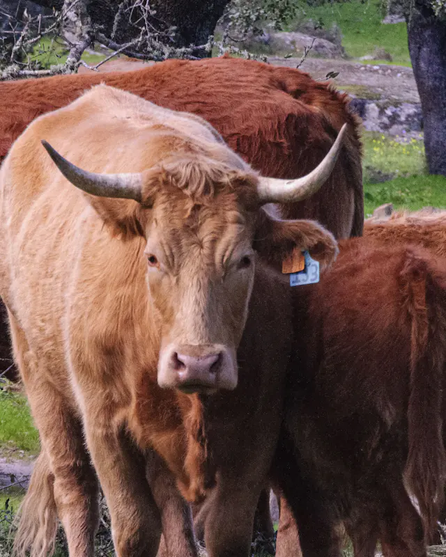 Vaca de cuernos largos con su crotal en la oreja, entre encinas